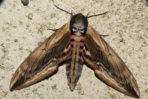 Réf. 209 356 : Sphinx ligustri